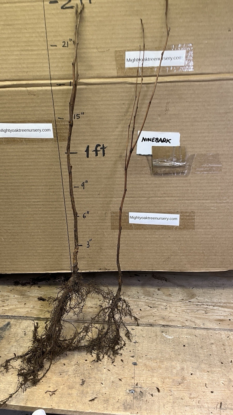 12-14″ tall Ninebark Physocarpus opulifolius 1-2 year old plant