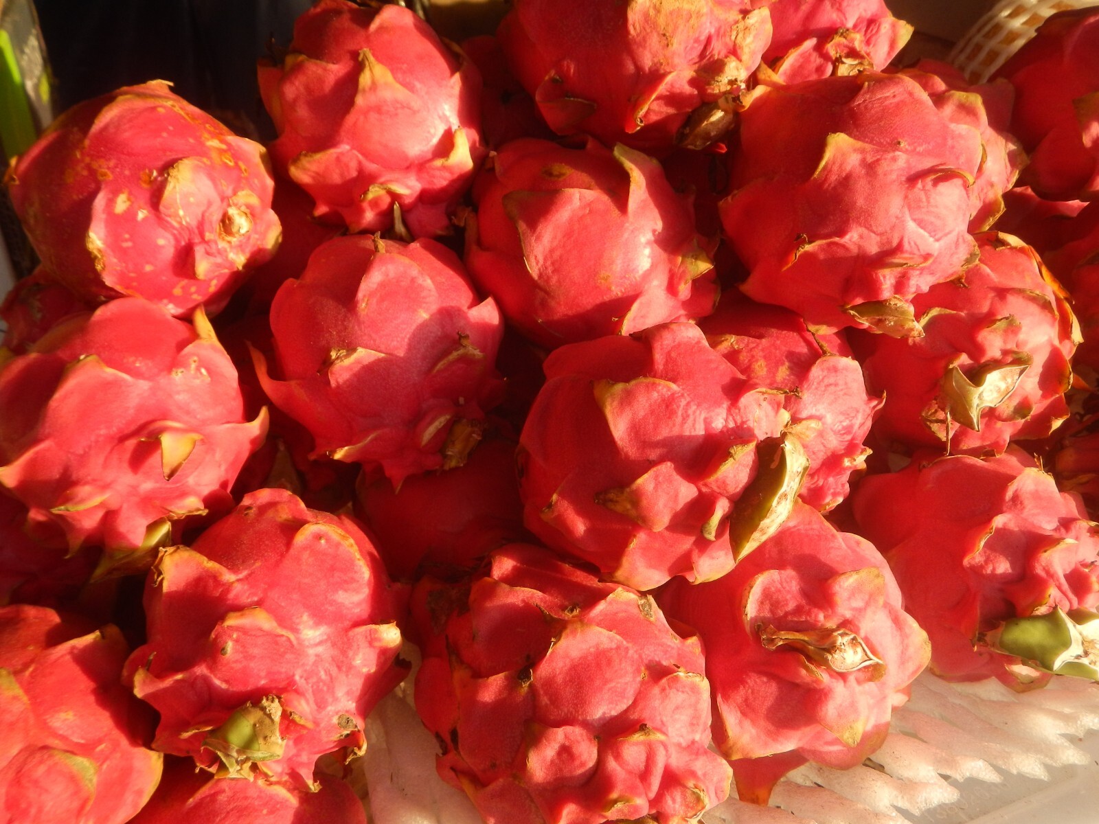 Hylocereus undatus 25 Seeds (Red Fruit) – Dragon Fruit