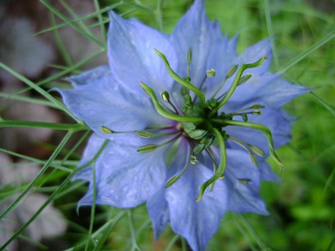 501+LOVE IN A MIST Flower Seeds Flowering Annual Cut Dried Flowers Container