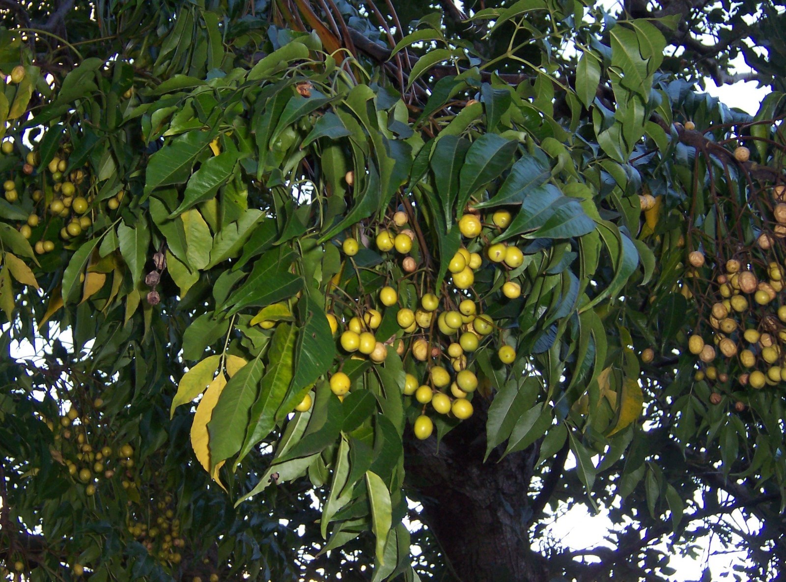 Chinaberry, Melia azedarach, Tree Seeds