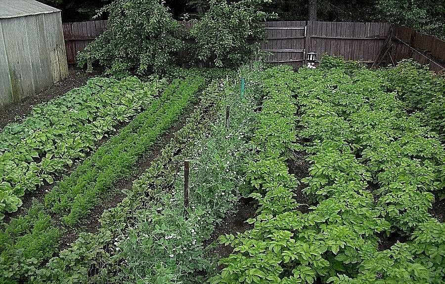 NON GMO HEIRLOOM VEGETABLE SEED YOU CHOOSE OVER 90 VARIETIES GROW YOUR OWN FOOD!