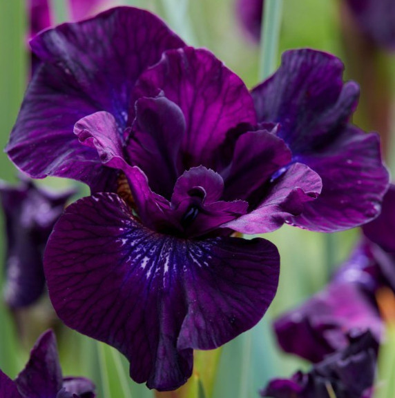 SIBERIAN IRIS PURPLELICIOUS ( 1 ) Bare Root Perennial Rhizome * SPRING SHIPPING