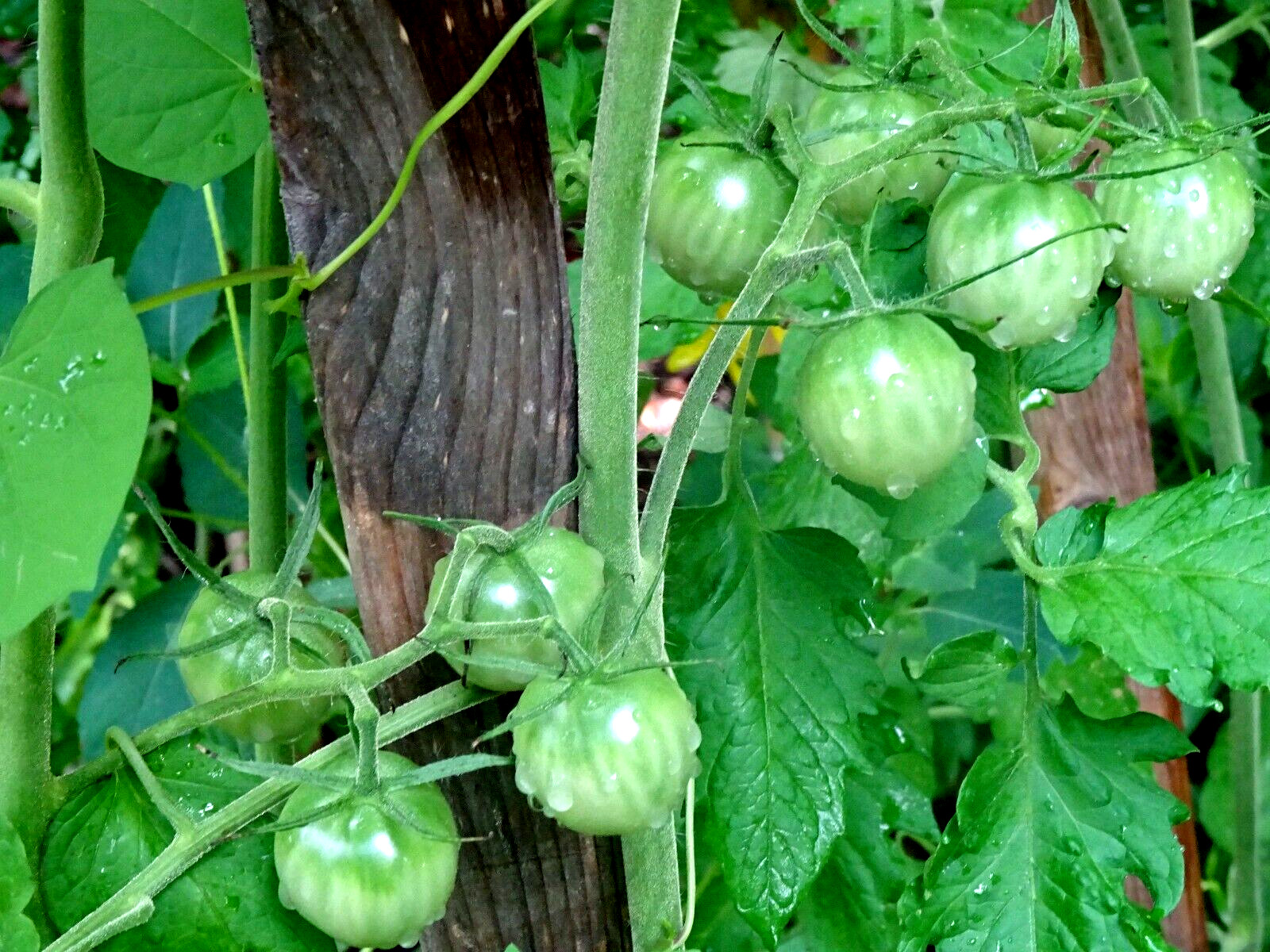 Chocolate Cherry Tomato 50 Seeds Non-GMO Organic Grown 2024 Delicious heirloom
