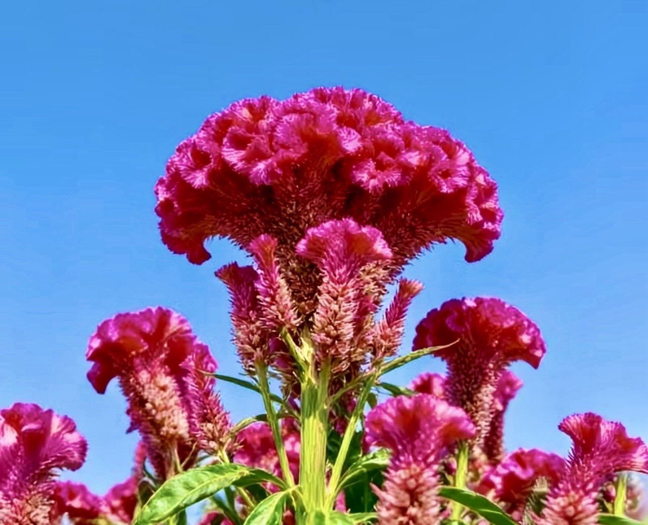 600 Celosia CRISTATA Mix COCKSCOMB Heirloom Cut & Dried Flower Seeds No Track