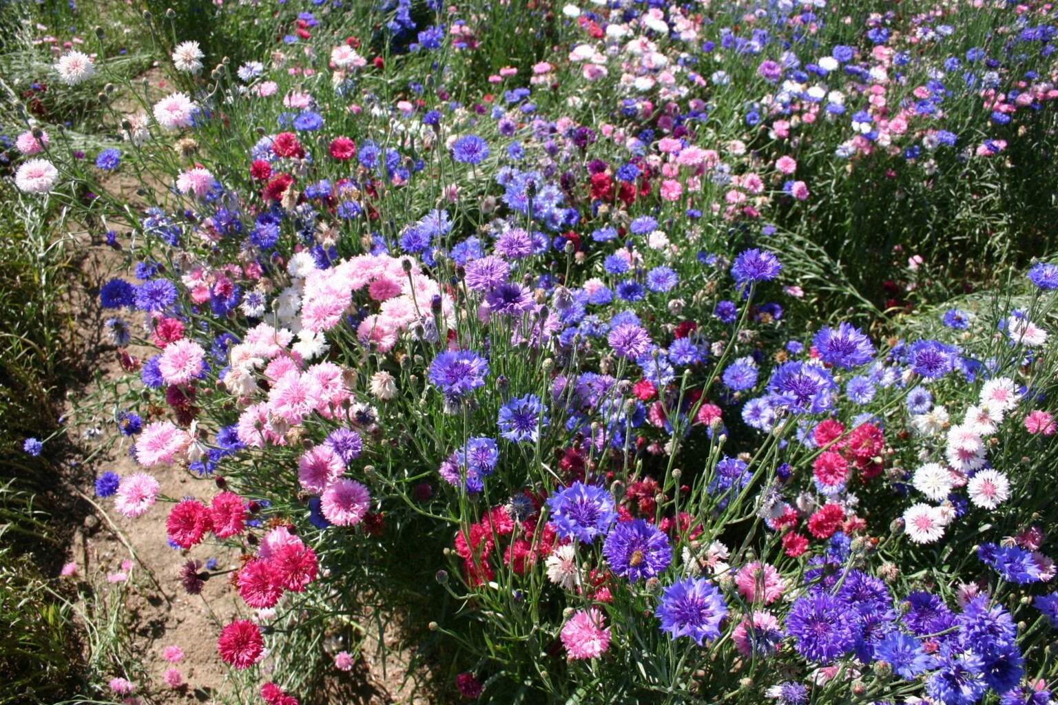 Bachelor Button Polka dot Mix Seeds / Flowers
