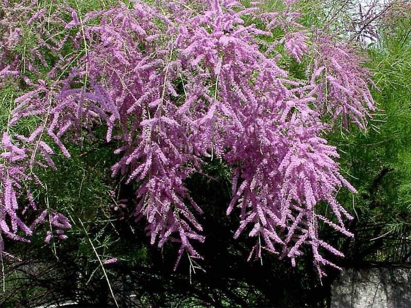 Tamarix Ramosissima .5 (Half) Gram Seeds, Salt Cedar Hardy Tamarisk Shrub / Tree