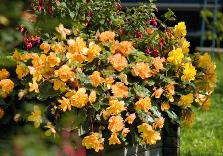 15 Begonia Seeds Illumination Apricot Shades Pelleted Seeds flower seeds