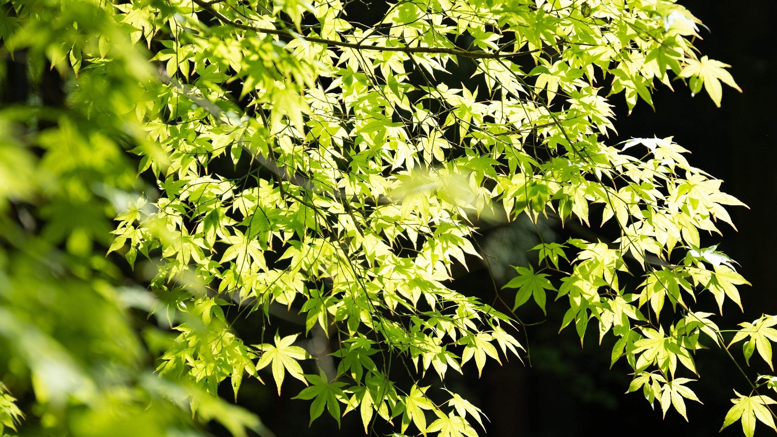20 GREEN JAPANESE MAPLE Tree Ornamental Acer Palmatum Yellow Fall Foliage Seeds
