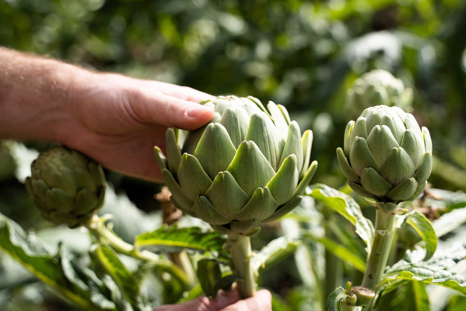 75 GREEN GLOBE ARTICHOKE Cynara Scolymus Vegetable Seeds