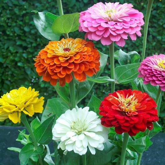 Zinnia ZINMASTER Mix 6 Heirloom Zinnias Tall & Dwarf Non-GMO 200 Seeds