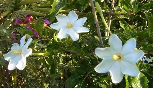 Gardenia cornuta Natal gardenia 10 seeds