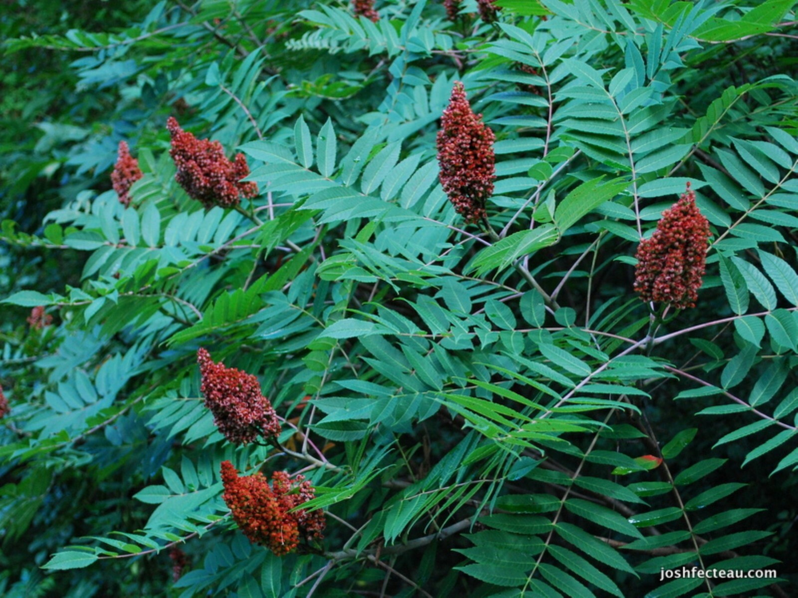 Smooth sumac (Rhus glabra) 1-2 year old plant, well rooted