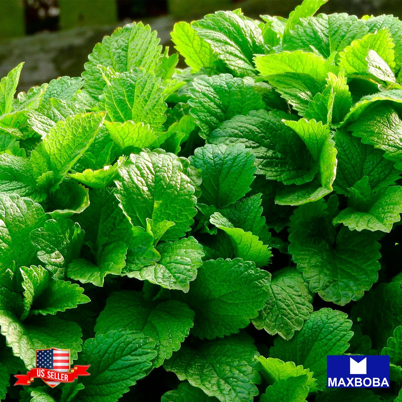 Lemon Balm Seeds Melissa Non-GMO / Heirloom / Mosquito Repellent Honey Plant