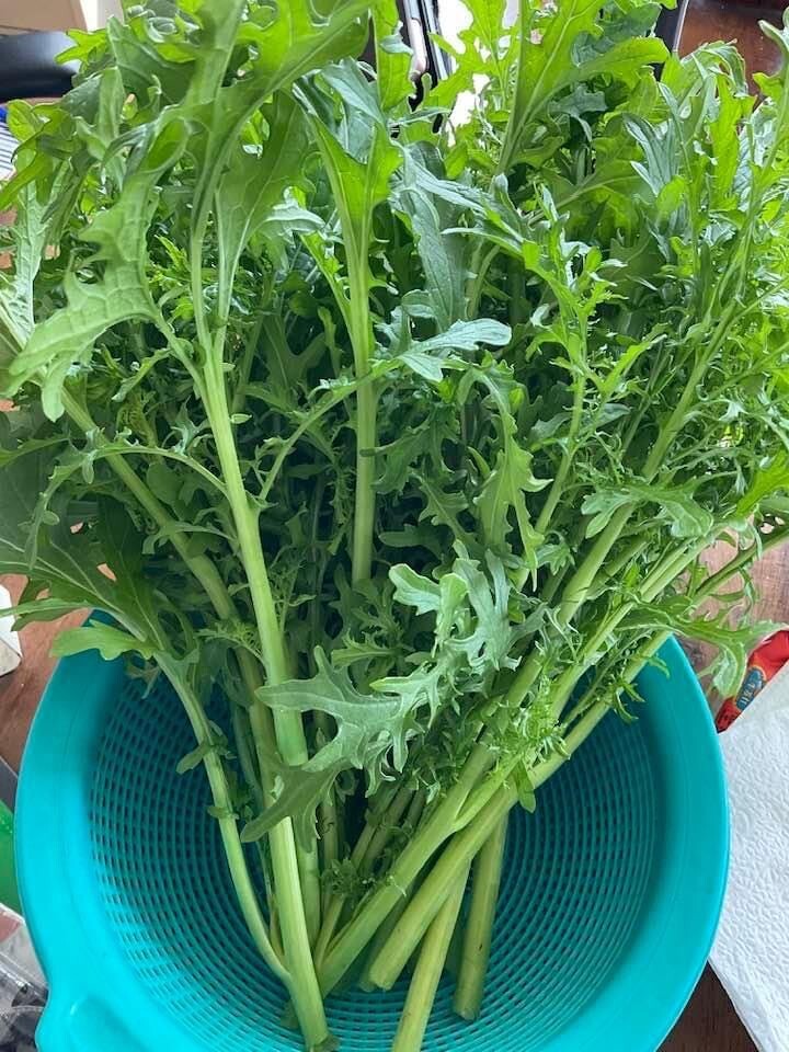Mizuna Mustard Greens Seeds, Organic Japanese Heirloom Mustard Seeds,ミズナ 水菜