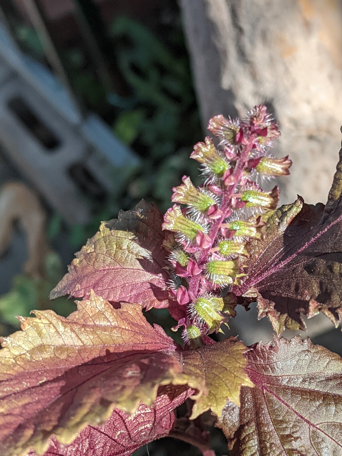 Purple Basil Perilla (100+ Seeds) Shiso Red Mint – 2023 Harvest Grown In The USA