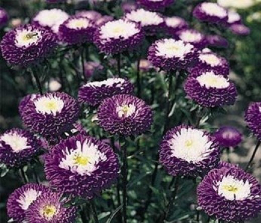 Aster Seeds Pompon Blue 100 Seeds FLOWER SEEDS