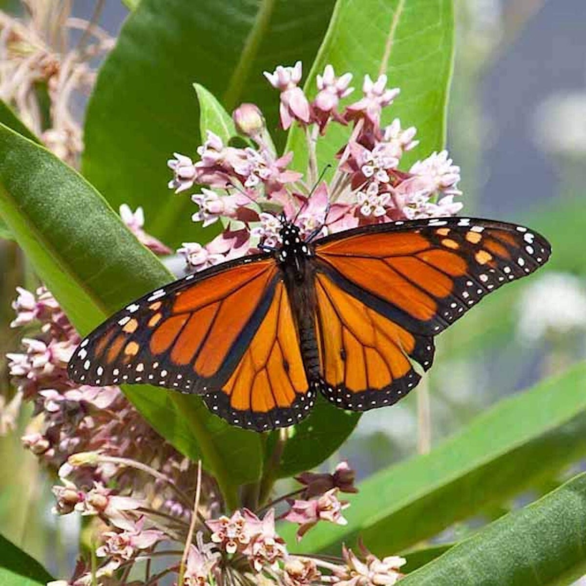200 Common Milkweed Wildflower Seeds – Everwilde Farms Mylar Seed Packet