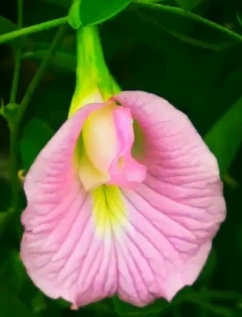 Clitoria Ternatea Pink 10 Seeds, Butterfly Pea Garden Vine, Asian Pigeonwings
