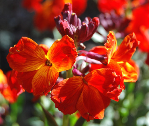 WALLFLOWER ENGLISH Cheiranthus Cheiri – 2,500 Bulk Seeds