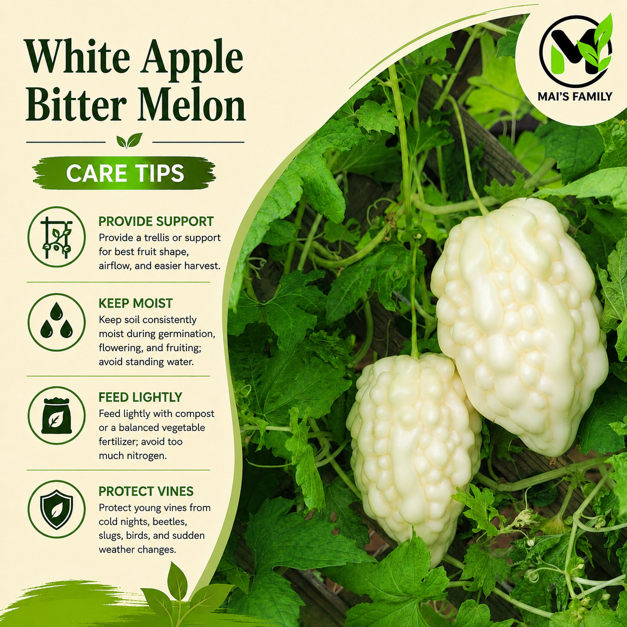 White Apple Bitter Melon Seeds (Momordica charantia) | Heart-Shaped White Karela