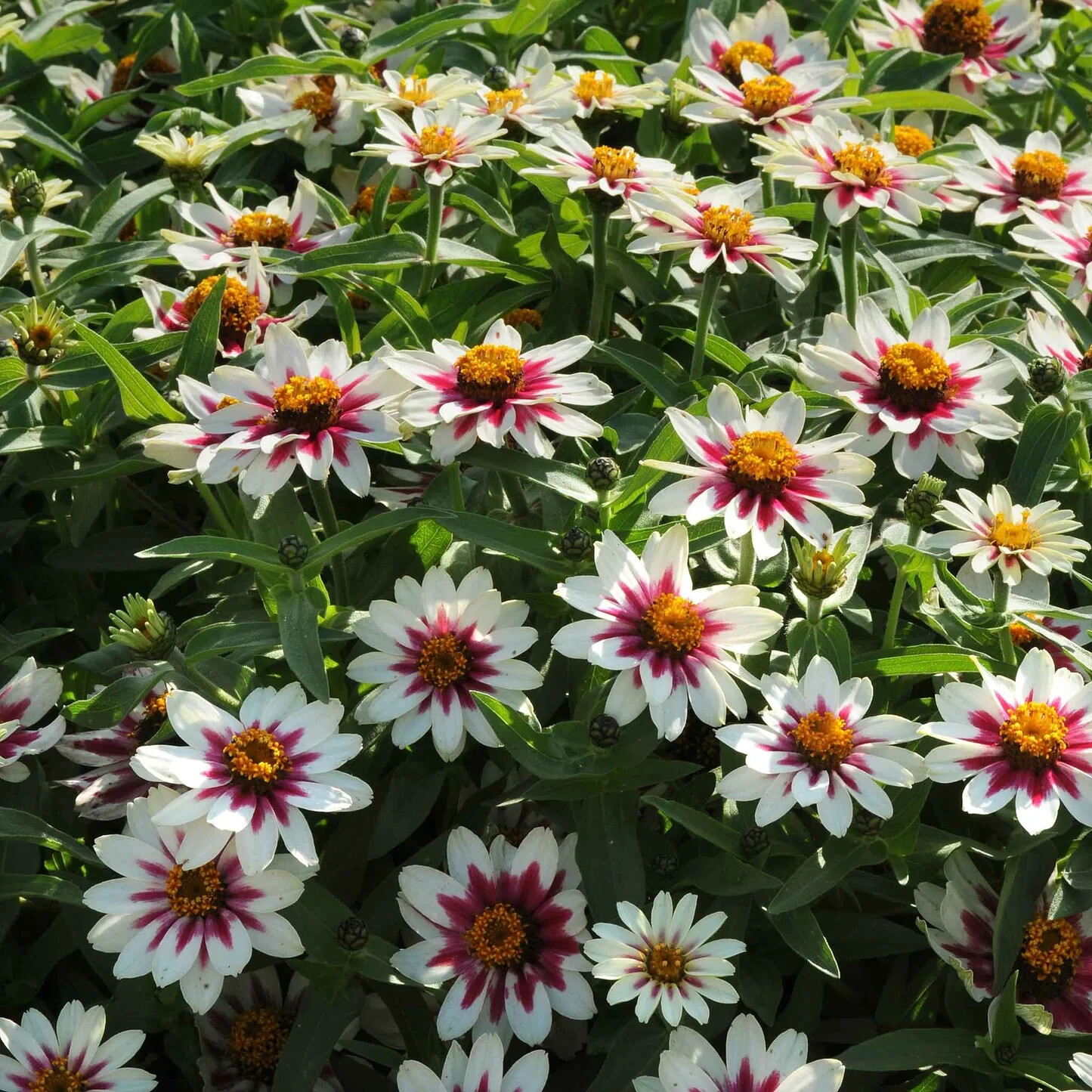100+ Zahara Starlight Rose Zinnia Seeds for Garden – USA – FREE SHIPPING!