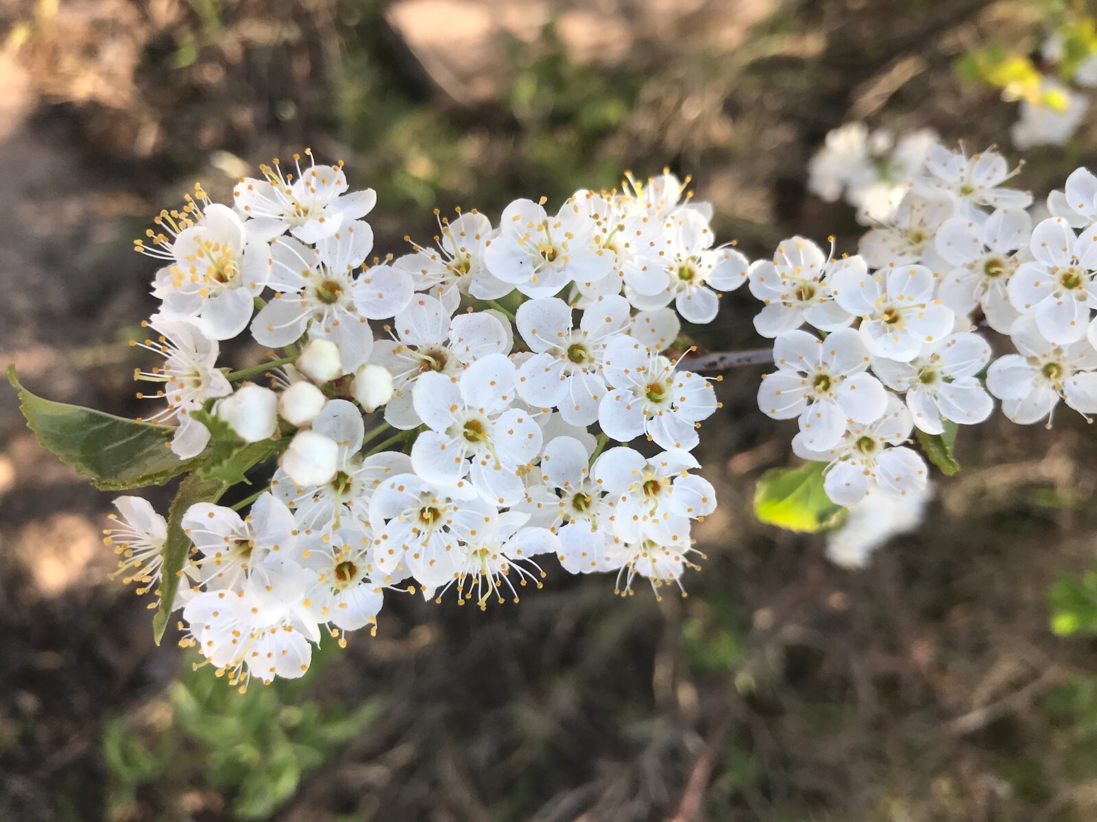 Fire Cherry Tree | Premium Seeds | Prunus pensylvanica ‘Summer’ | Plants’®