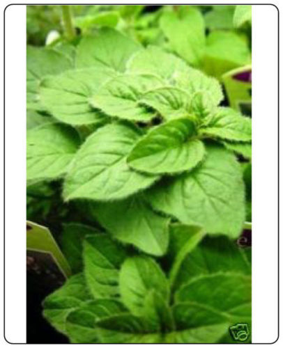 Oregano Italian Great Garden Herb By Seed Kingdom 300 Seeds