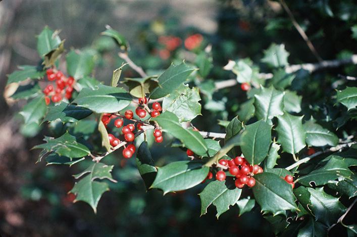 20 Reeve west America holly seeds – Ilex opaca ” Reeve west “