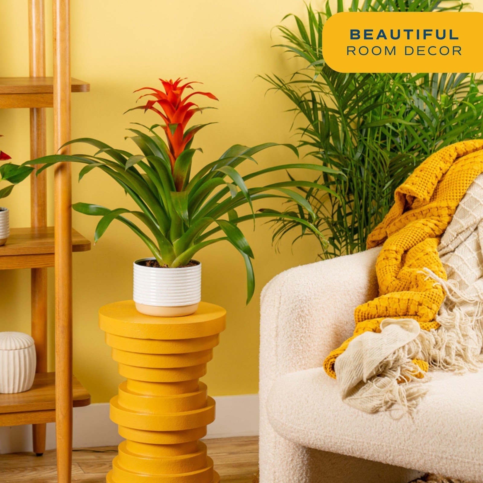Bromeliad Live Plant | Blooming Flowers, 20-Inches Tall | Live Indoor Housepl…