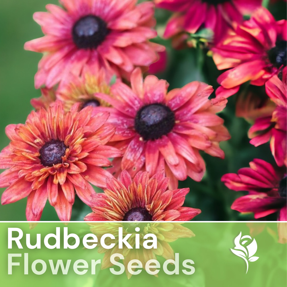 Sahara Rose Rudbeckia Seeds 125+ Seeds Annual Flower Seeds Garden