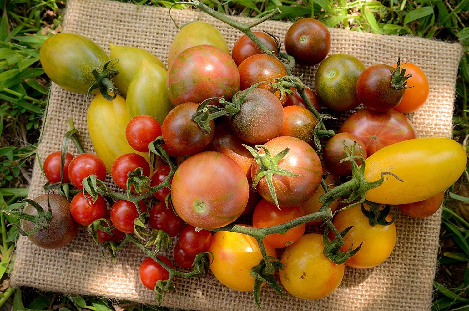 Green Tiger Blush Striped Small Plum Heirloom Tomato Premium Seed Packet