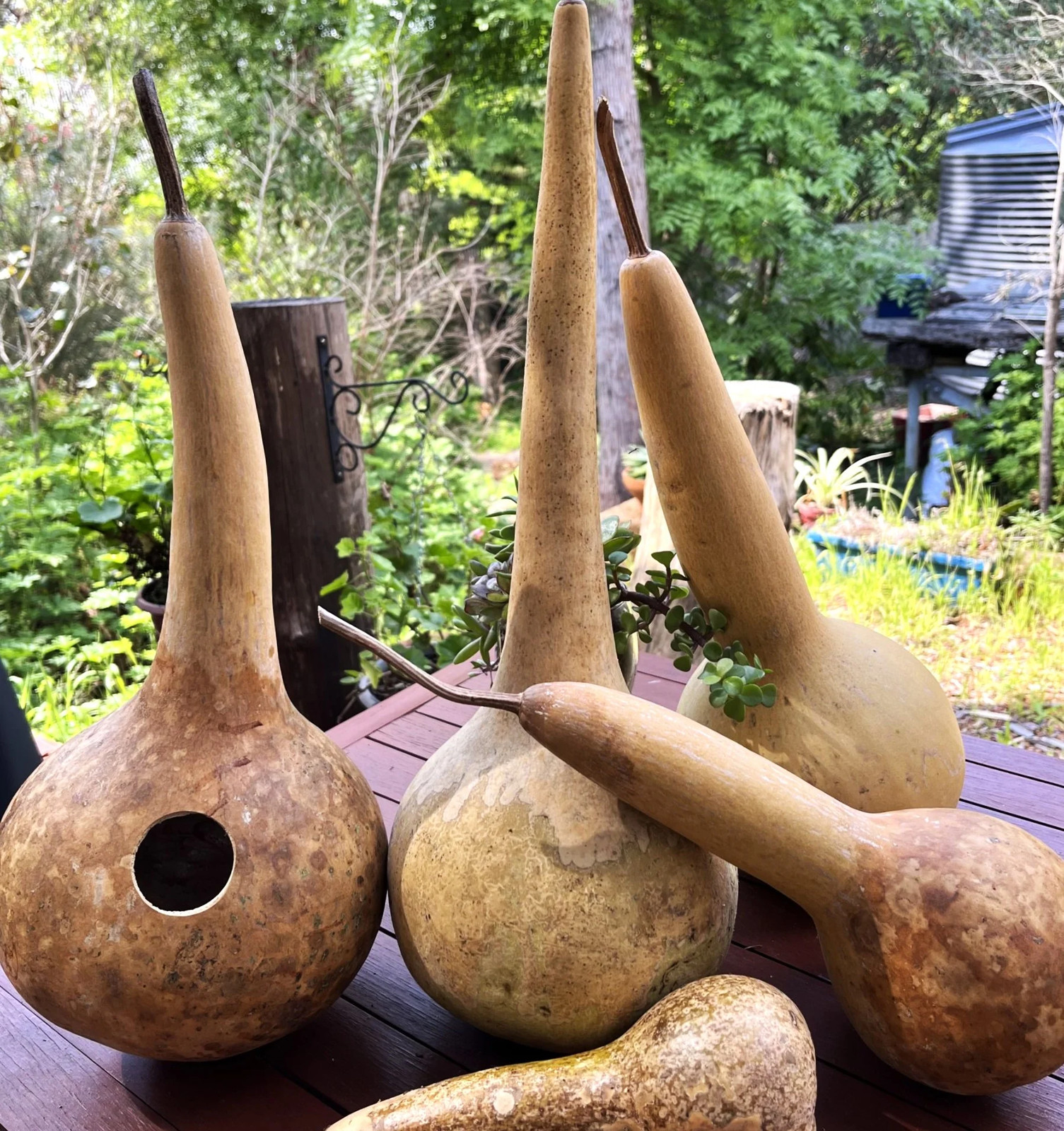 Long-Handled Dipper Gourd Seeds – For 2025 Planting Lagenaria Bottle Ornamental