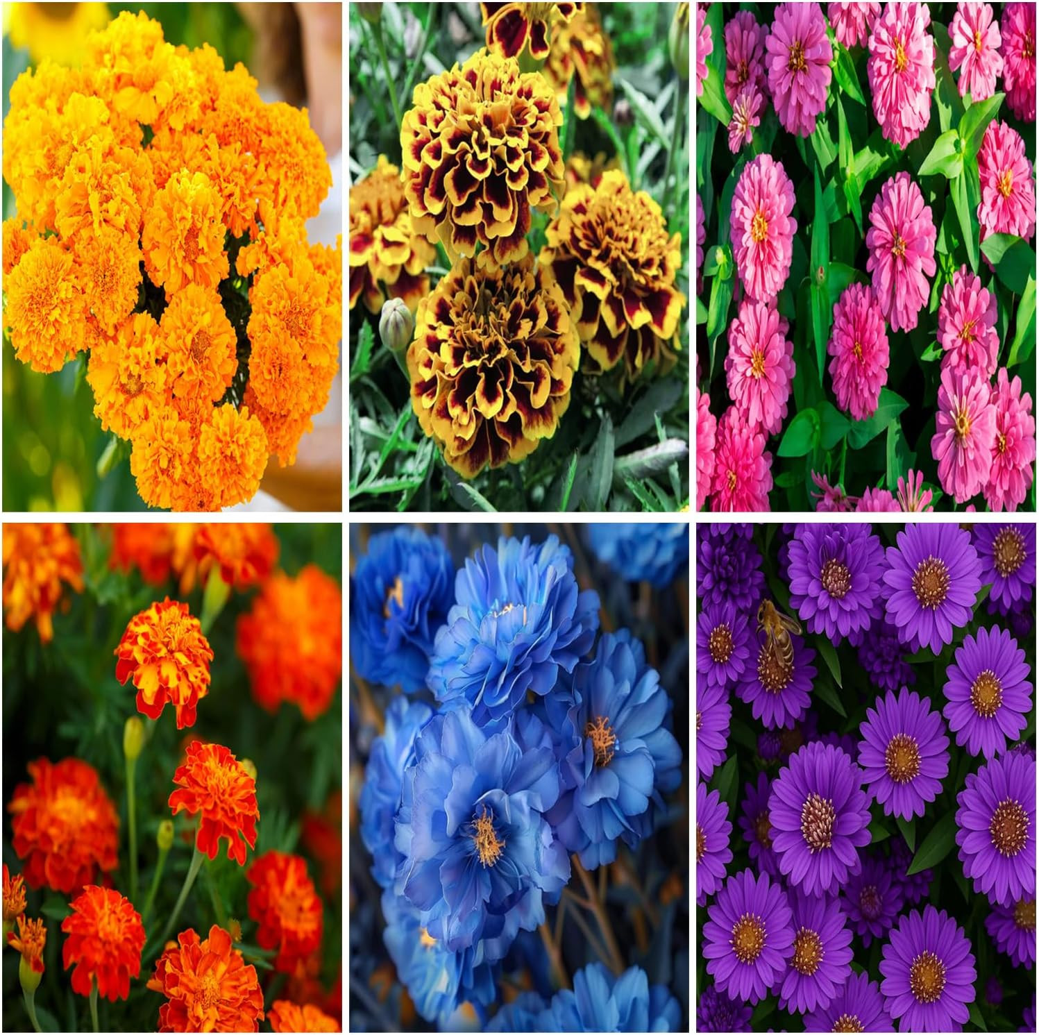 1000+ Marigold Seeds for Planting Seed Outdoors-Marigolds Seeds -Perennial