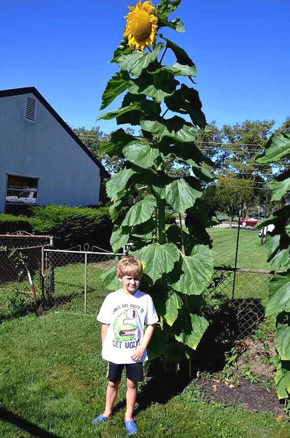 GIANT MAMMOTH RUSSIAN “GREY STRIPE” SUNFLOWER SEEDS Heirloom Hardy 10″ FLOWERS