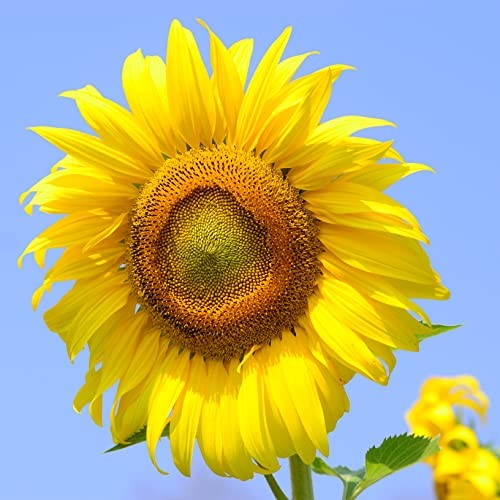 Sunflower Seeds (Mammoth Gray Stripe) – Approx 80 Flower Seeds – Premium Non