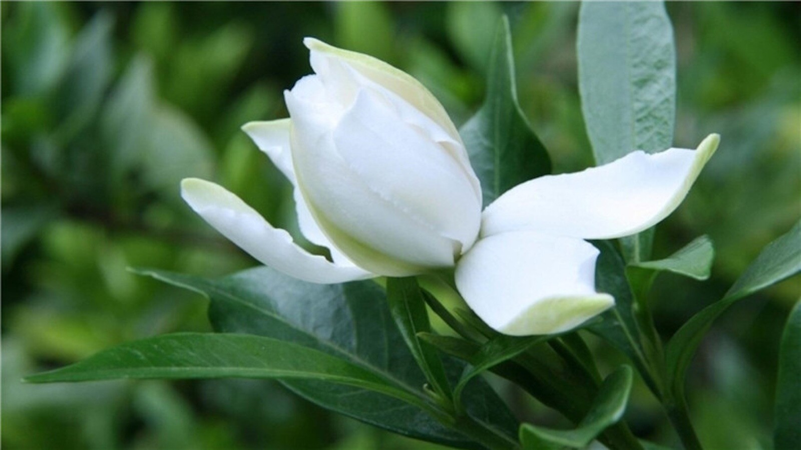 25pc GARDENIA SEEDS Garden Plant Flower rare exotic USA seller FREE shipping