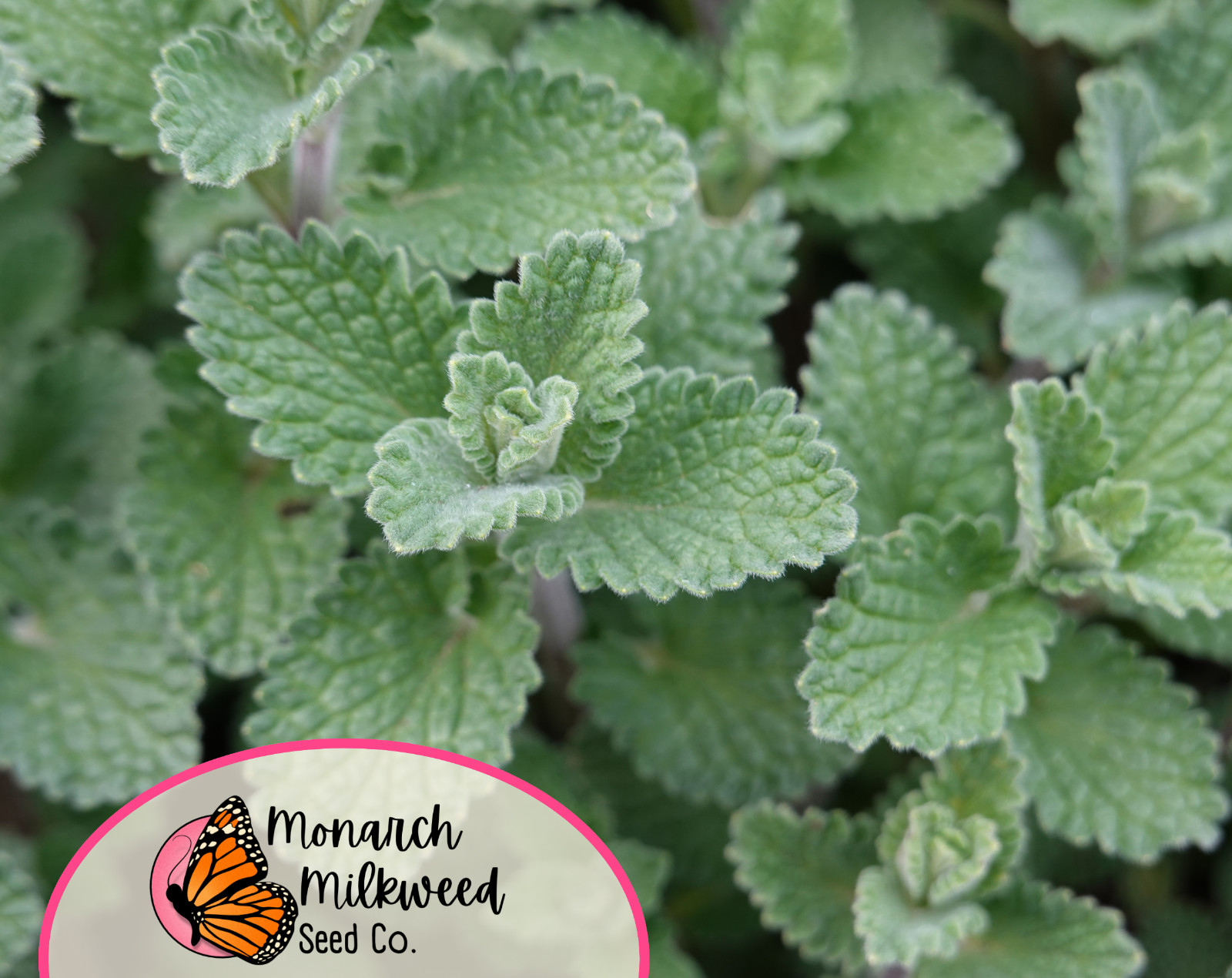 3800+ Catnip Herb Seeds | Non-GMO, Herb Garden, For Growing Cat Plants & Cat Toy