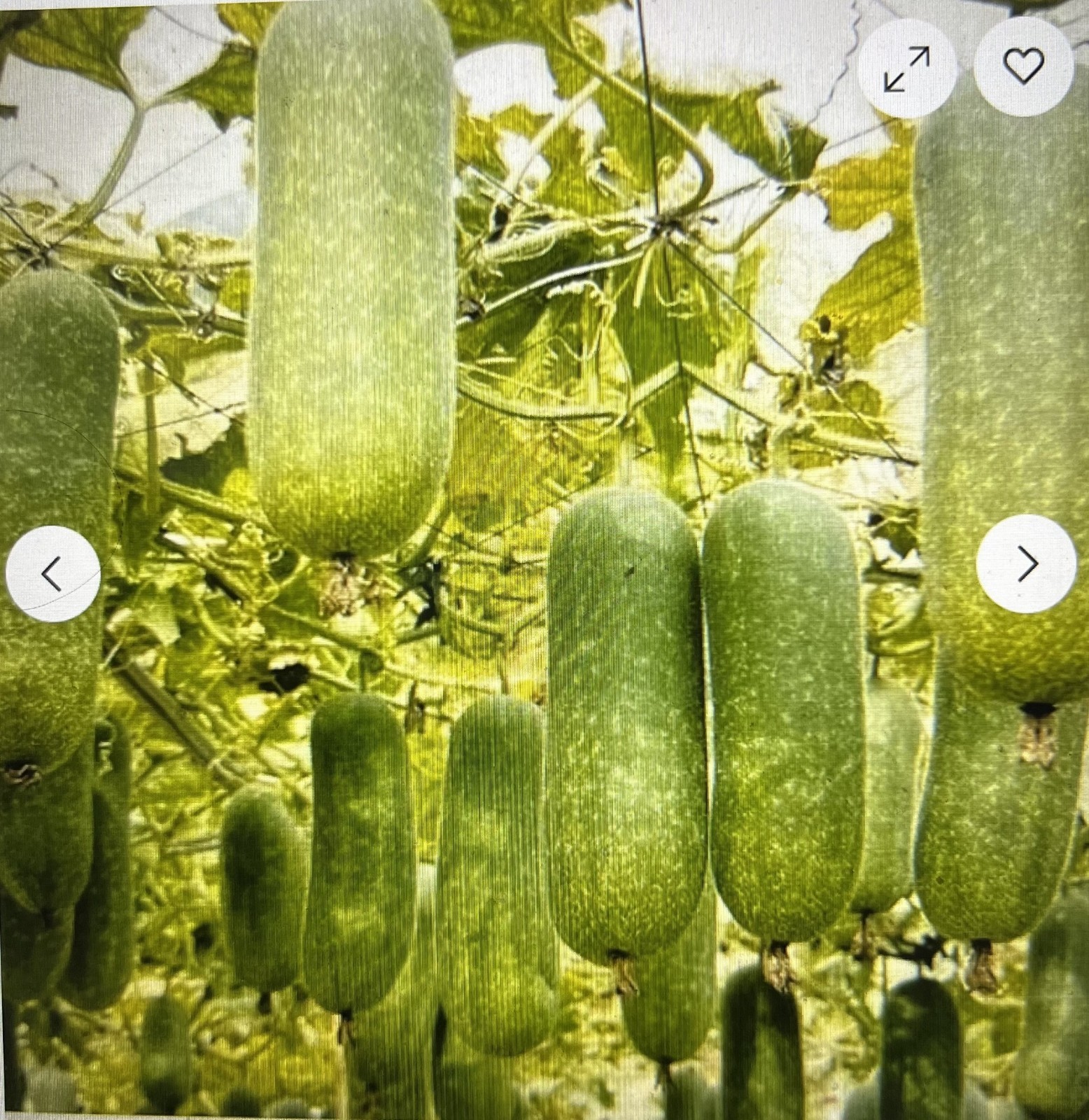 40 + WAX GOURD Winter Melon White Ash Benincasa Hispida Vegetable Seeds Bi Dao