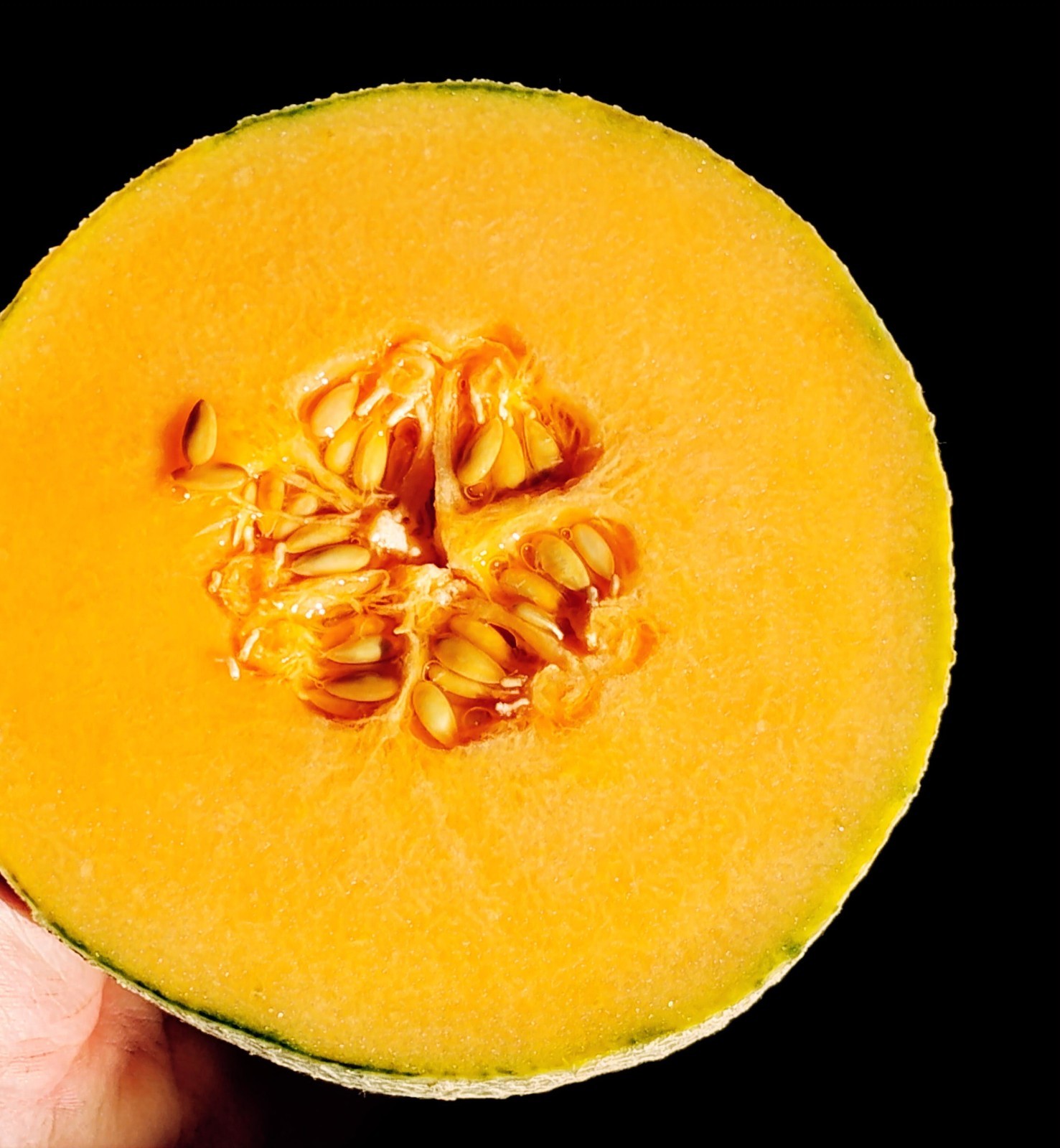 100 Ct. Great Lakes Compact Cantaloupe (Muskmelon) Seeds – MICHIGAN GROWN!