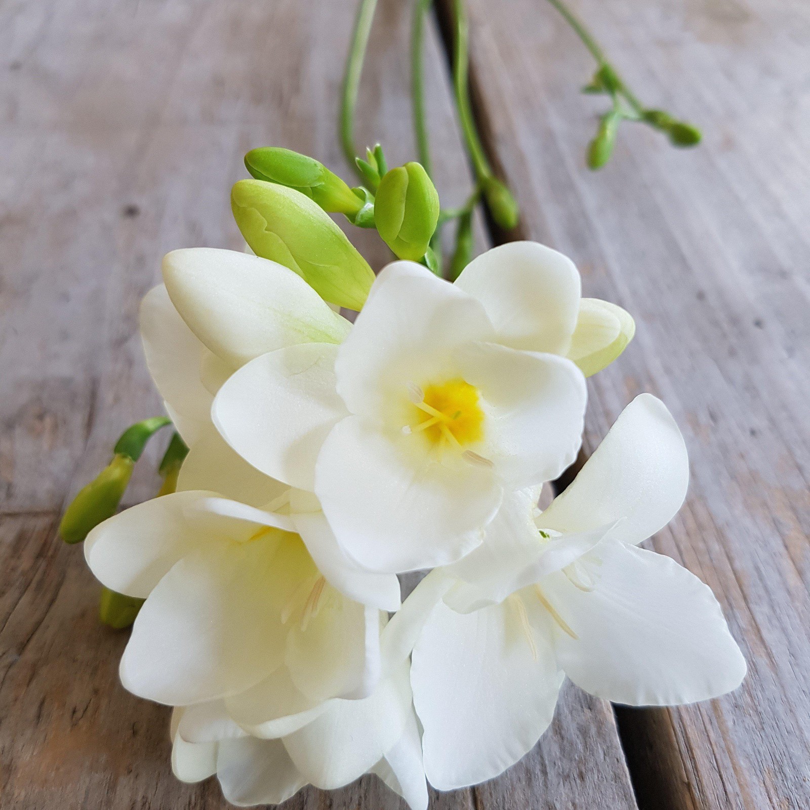 Freesia Bountiful Bouquets Collection 60 Bulbs, Multicolor Spring Flowers in Sun