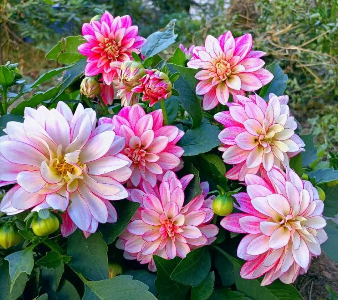 Rare Mix Dahlia Pompon Flower Seeds Colorful Variabilis Beautiful Annual Outd…