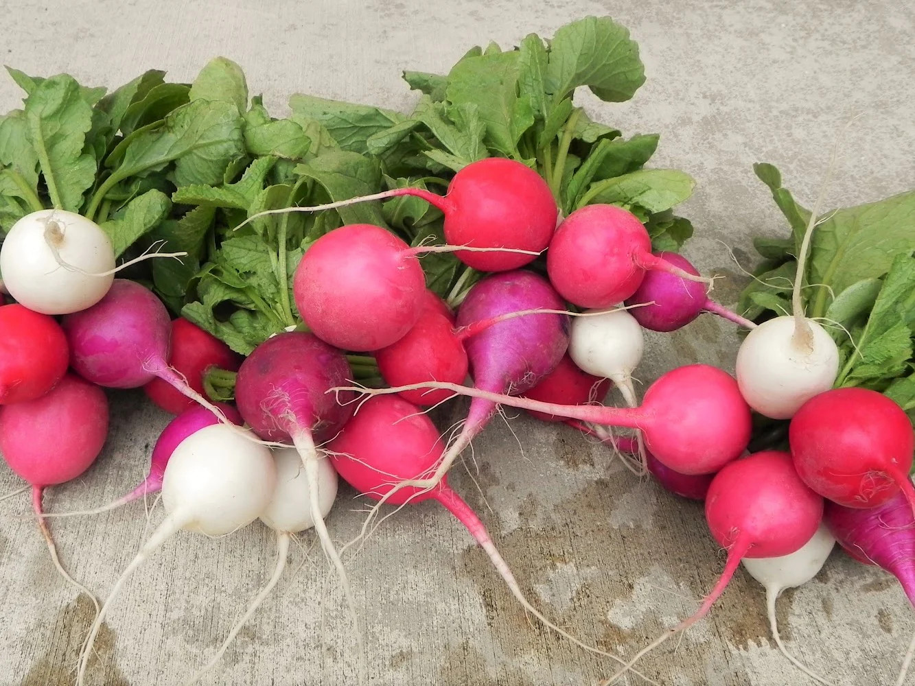 Easter Egg Mix Radish Seeds | Rainbow Radishes USA Garden Vegetable Seed 2024
