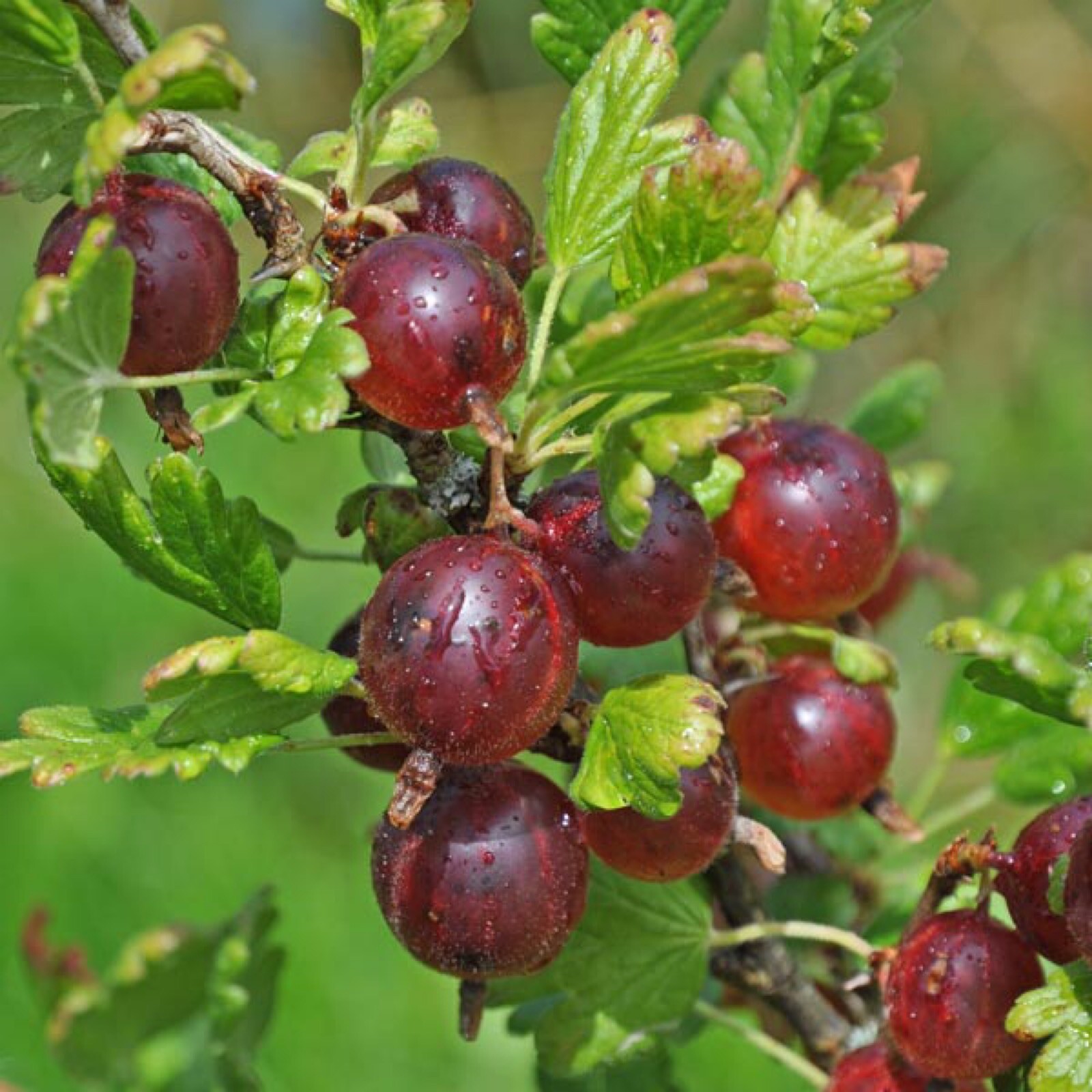 3 to 6 inches tall Jeanne Gooseberry Plant well rooted starter plant