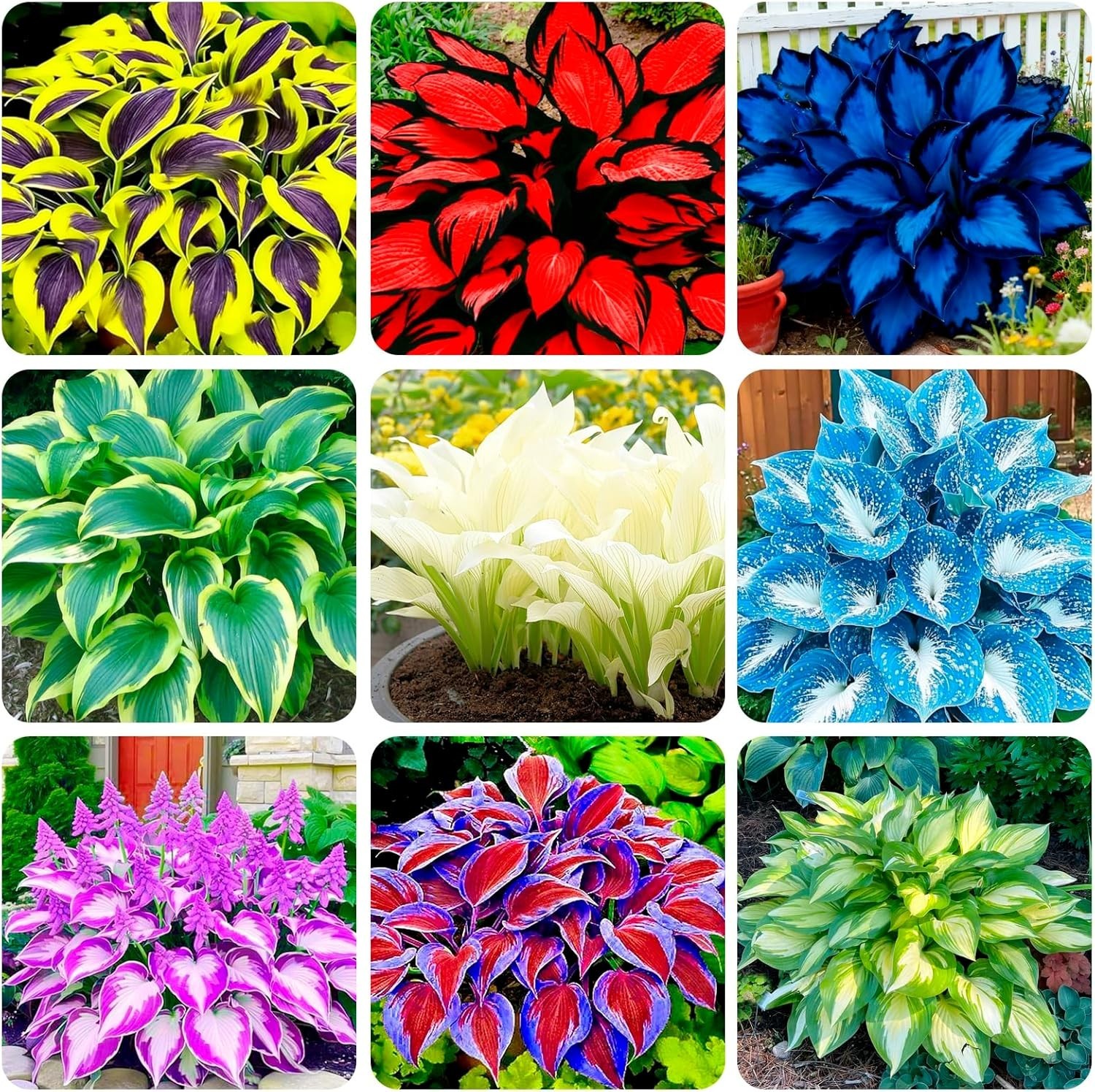 290+ USA PERMIUM Giant Hosta Seeds for Planting Indoor Outdoor-Non GMO Mixed