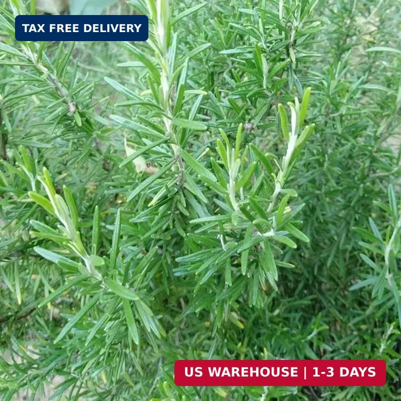 1000+ Rosemary Seeds for Planting-Non-GMO Heirloom Herbs Plant Seeds Garden Outd