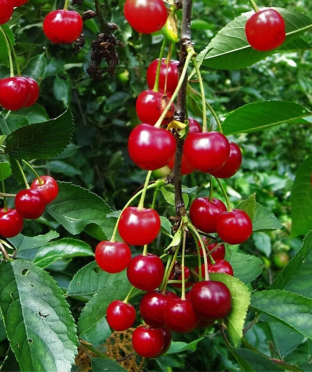 Montmorency Sour Cherry Tree 10 – 50 Seeds Tart Fruit NON-GMO Fresh Harvest