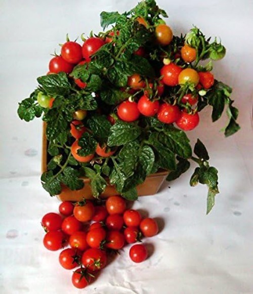 Heirloom Dwarf Red Robin Tomato Seeds – 30 Count, Easy to Grow in Containers