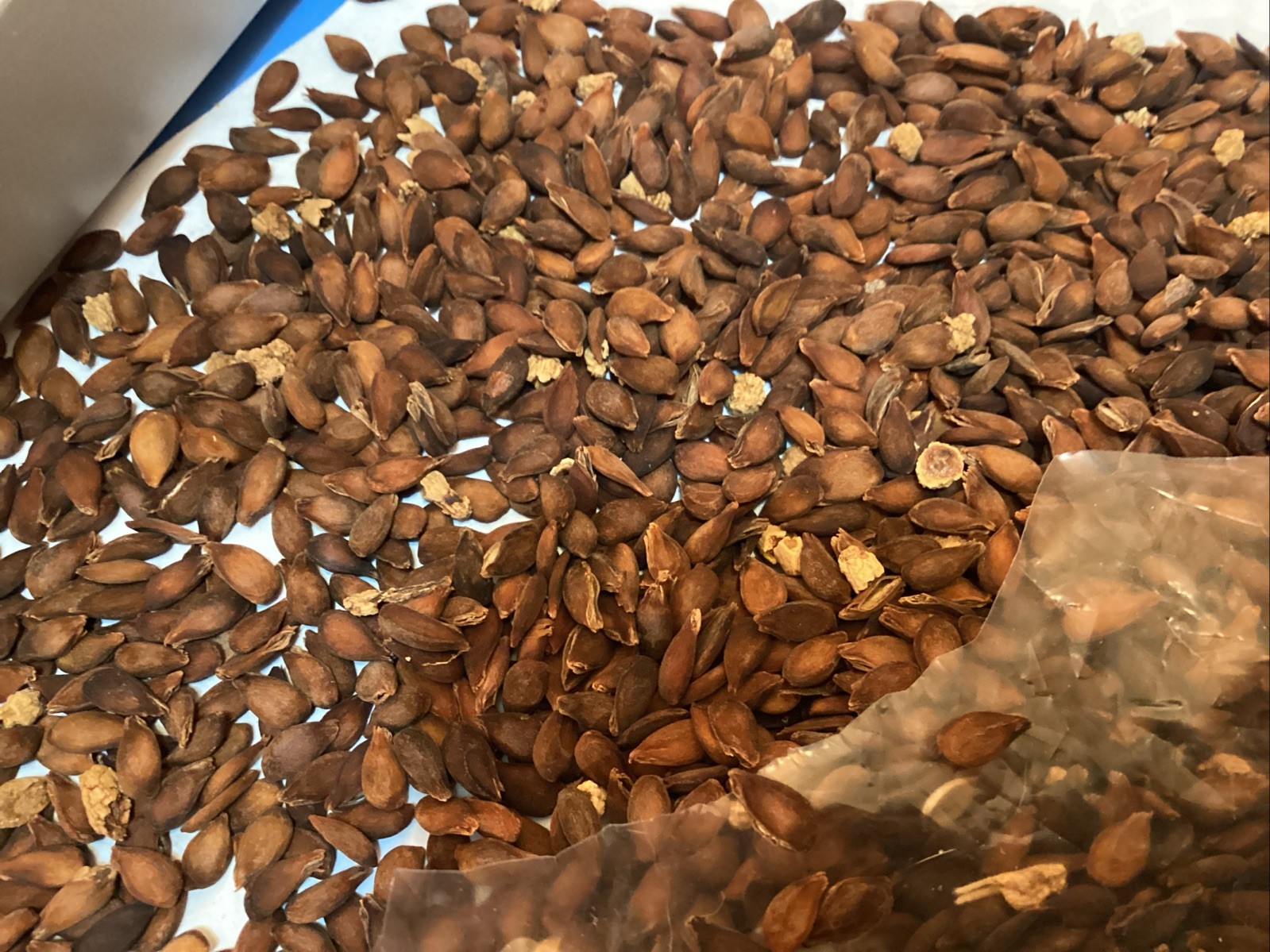 Bartlett Pear Tree Seeds (PYRUS COMMUNIS BARTLETT)