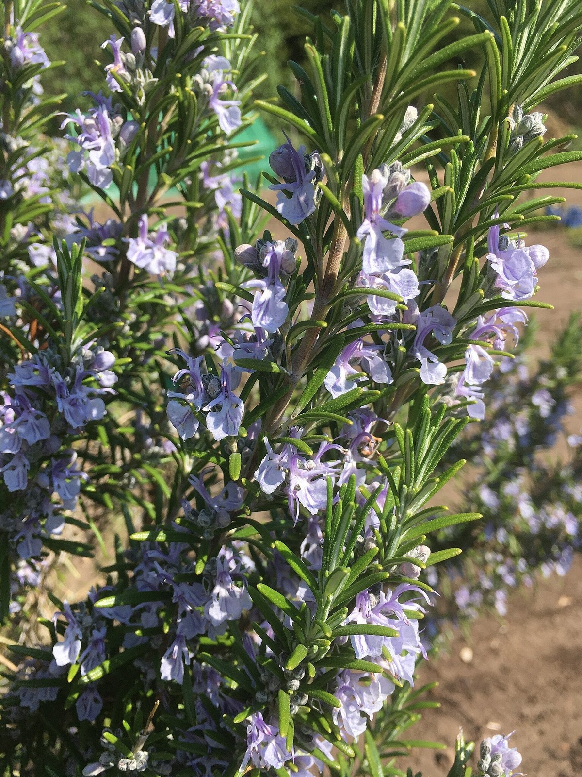 Rosemary Seeds – For 2025 Planting Blue Tuscan Perennial Herb Garden