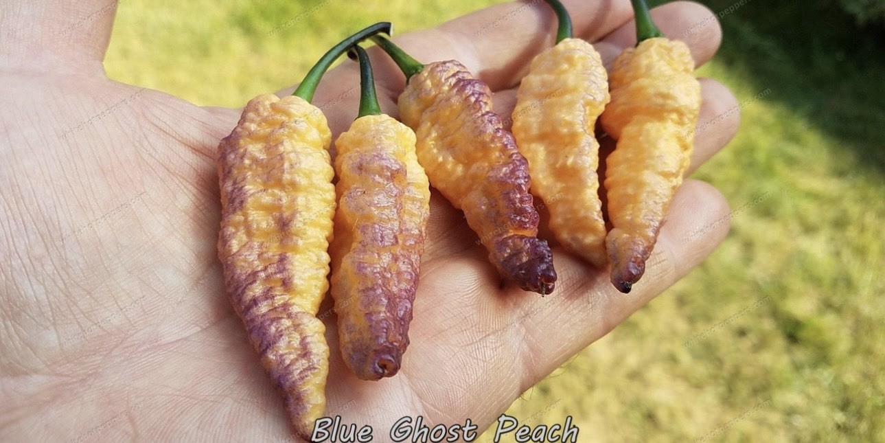 Rare!! 5 Blue Ghost Peach Pepper Plants!! Ready to ship!!